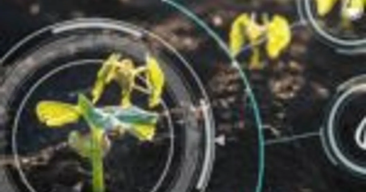 Искусственный интеллект как инструмент для фермеров