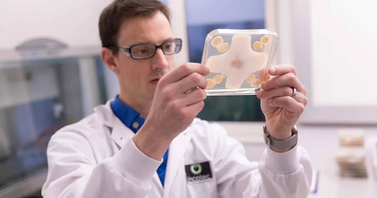 Биологические протравители семян: рынок растёт, а правила меняются