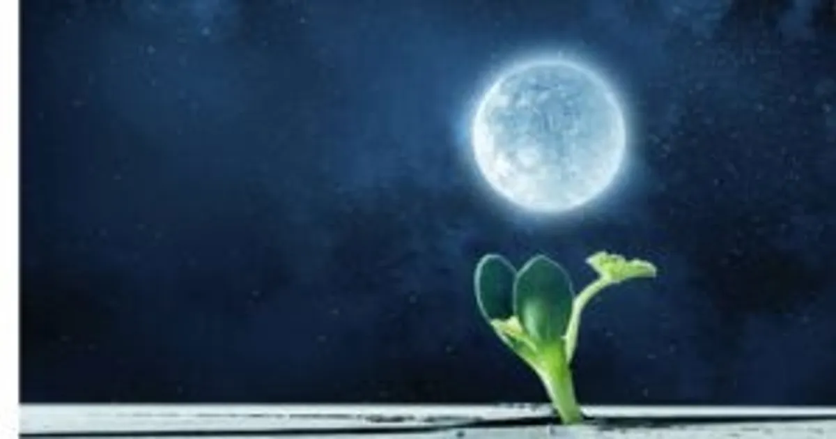 Можно ли выращивать нут на Луне? Грибы — ключ к успеху