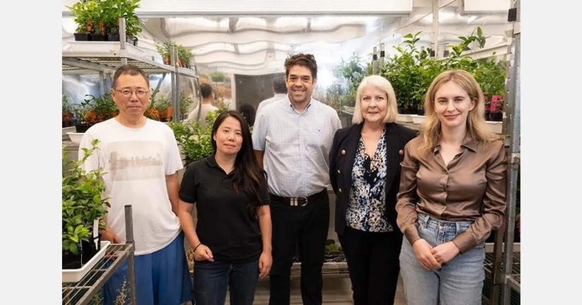 Генетика цитрусов: QUT изучит устойчивость к болезням и рост