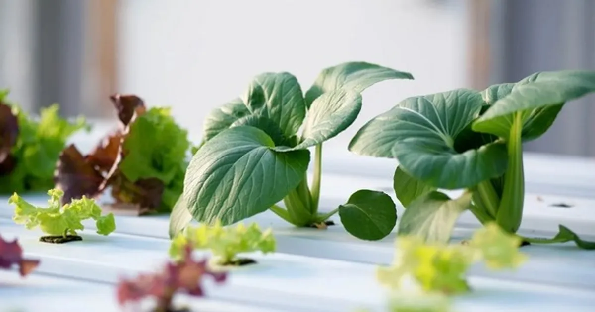 Открытие гидропонной теплицы площадью 68 000 кв. футов