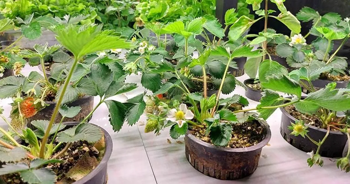 Умные теплицы и цифровая почва: агротехнологии Москвы