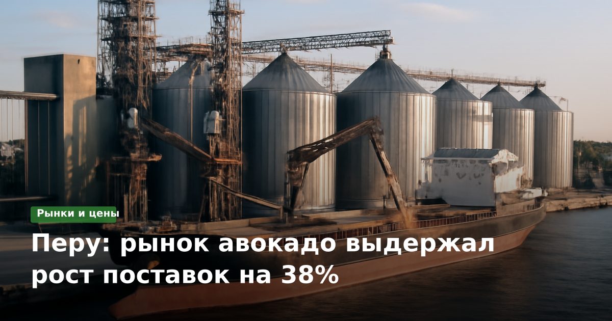 Перу: рынок авокадо выдержал рост поставок на 38%