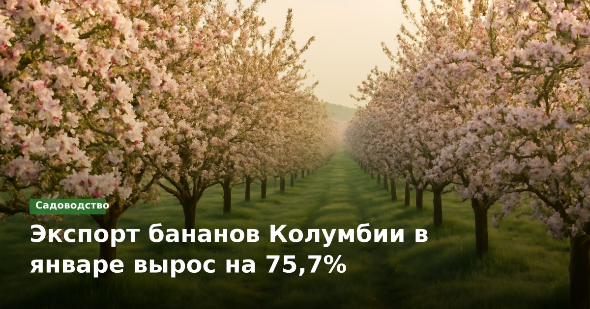 Экспорт бананов Колумбии в январе вырос на 75,7%