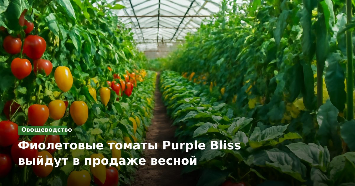 Фиолетовые томаты Purple Bliss выйдут в продаже весной
