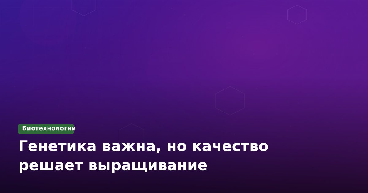 Генетика томатов: почему агротехника важнее сорта