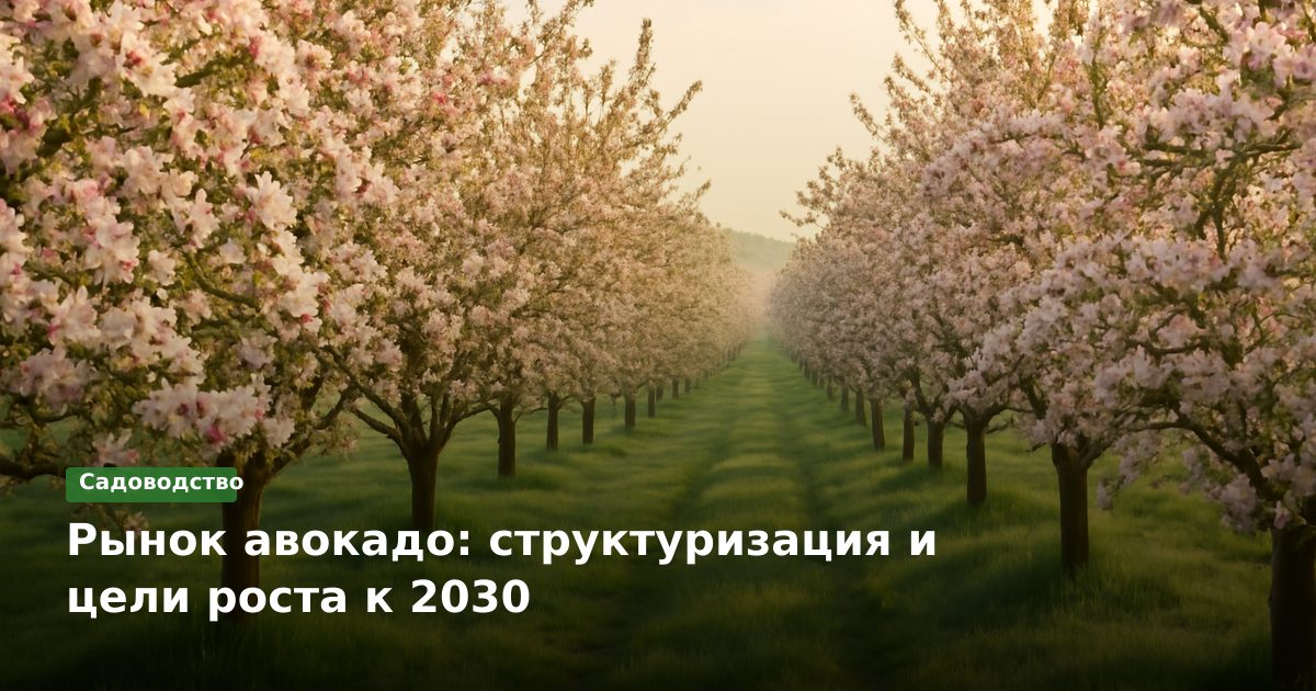 Рынок авокадо: структуризация и цели роста к 2030