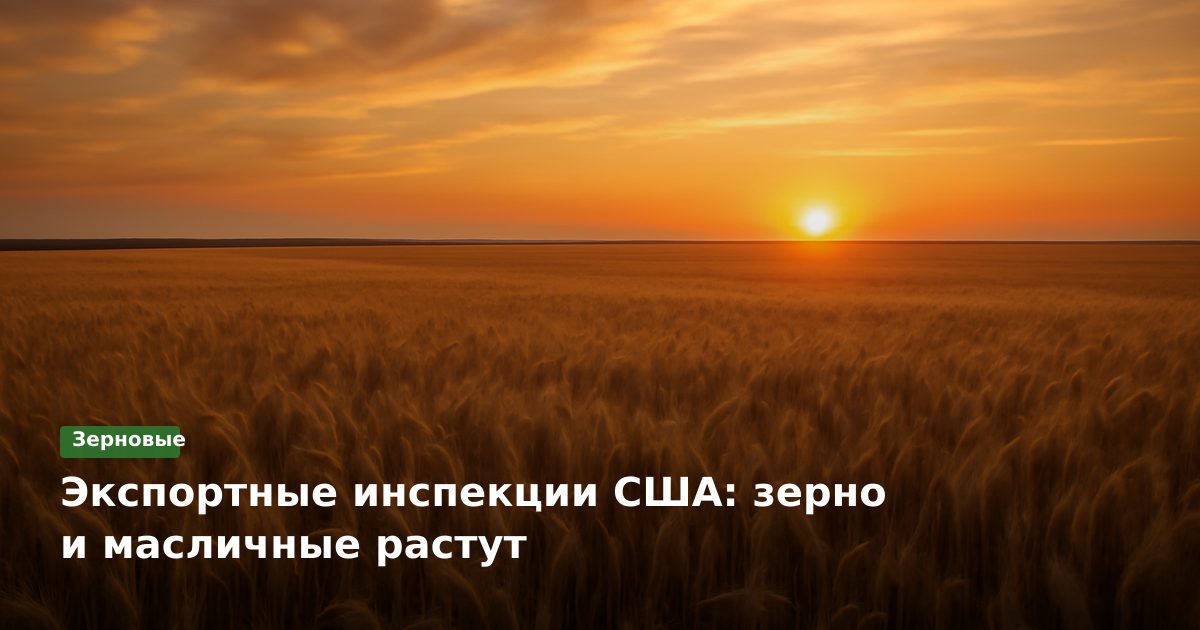 Экспортные инспекции США: зерно и масличные растут