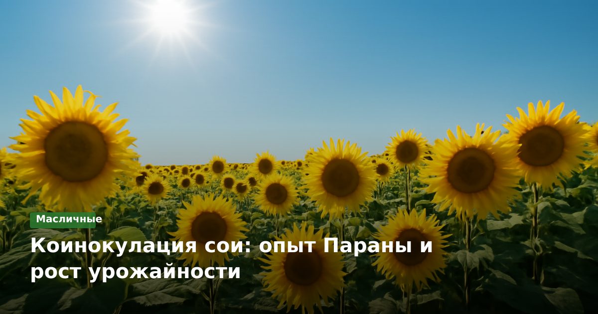 Коинокулация сои: опыт Параны и рост урожайности