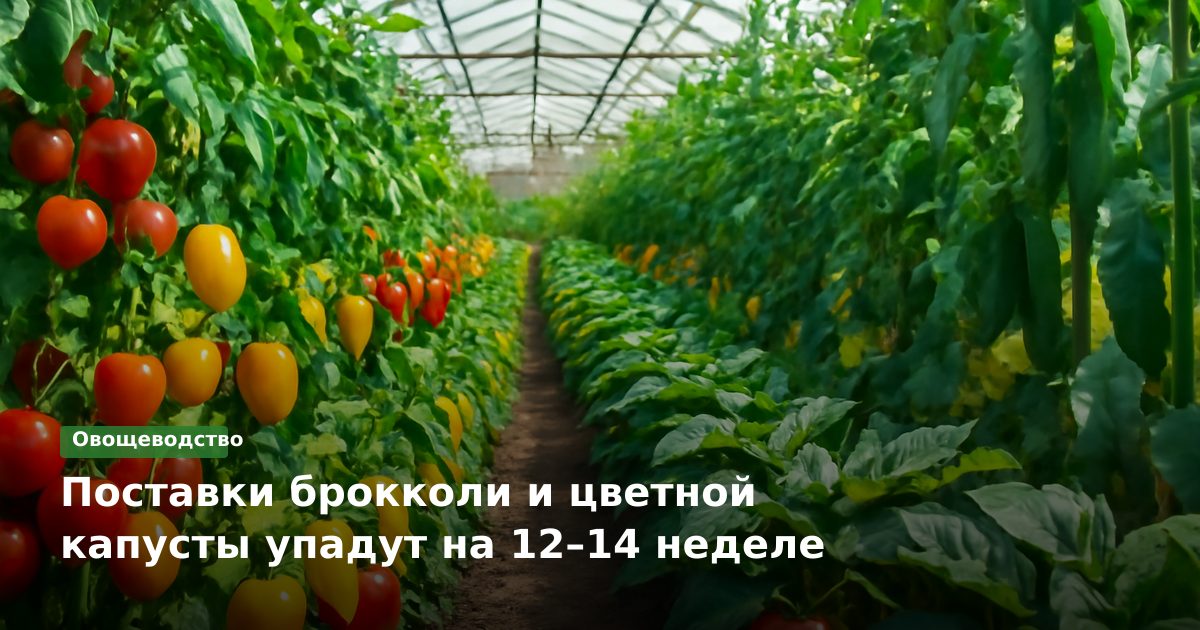 Поставки брокколи и цветной капусты упадут на 12–14 неделе
