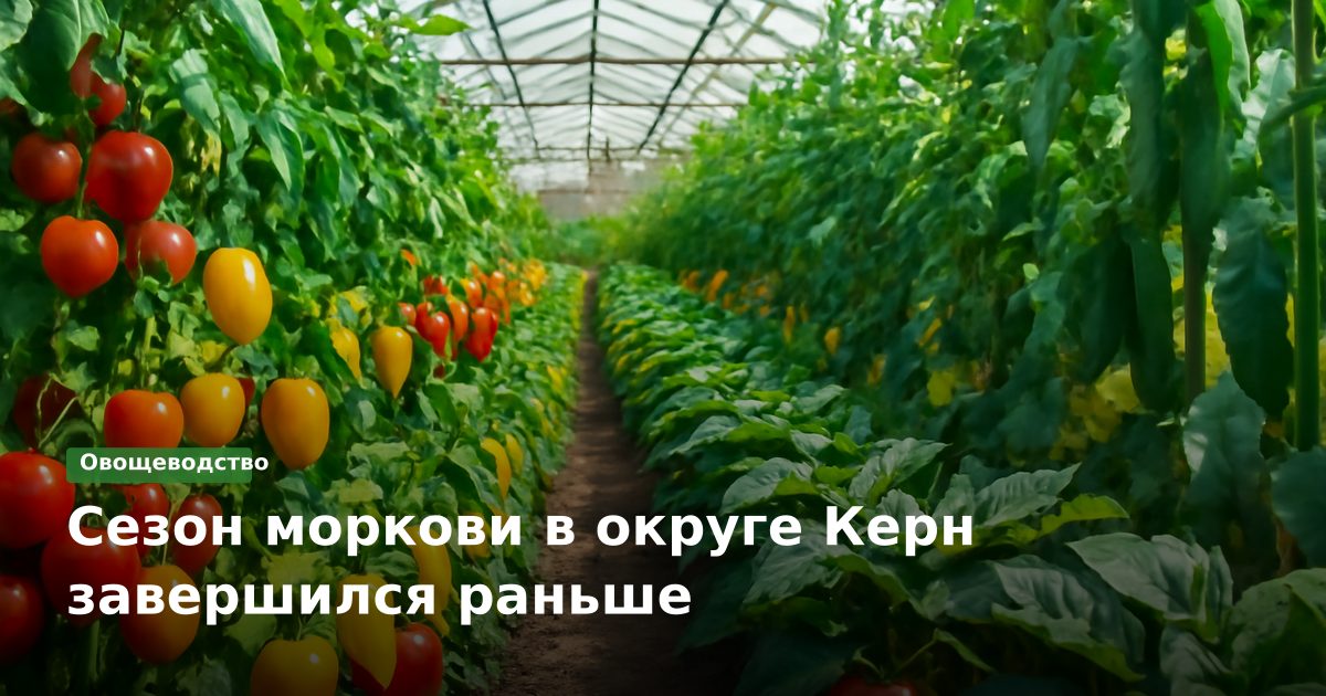 Сезон моркови в округе Керн завершился раньше