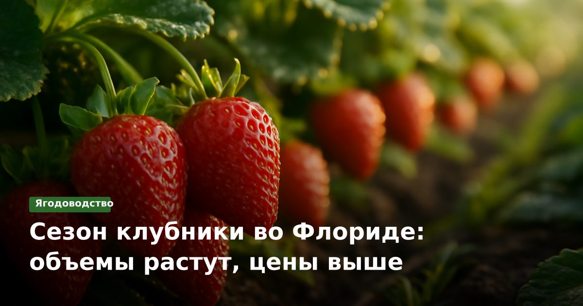 Сезон клубники во Флориде: объемы растут, цены выше