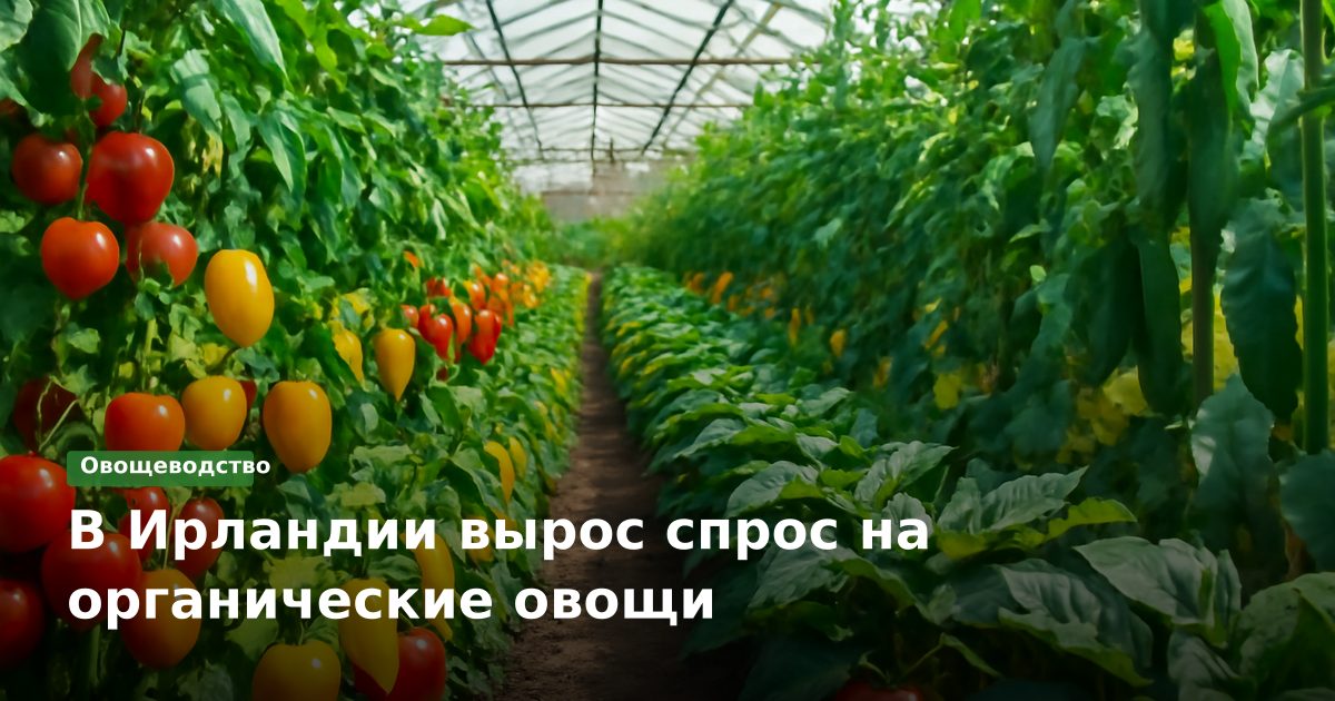 В Ирландии вырос спрос на органические овощи