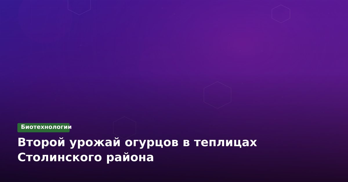 Второй урожай огурцов в Столинском районе: агротехнологии