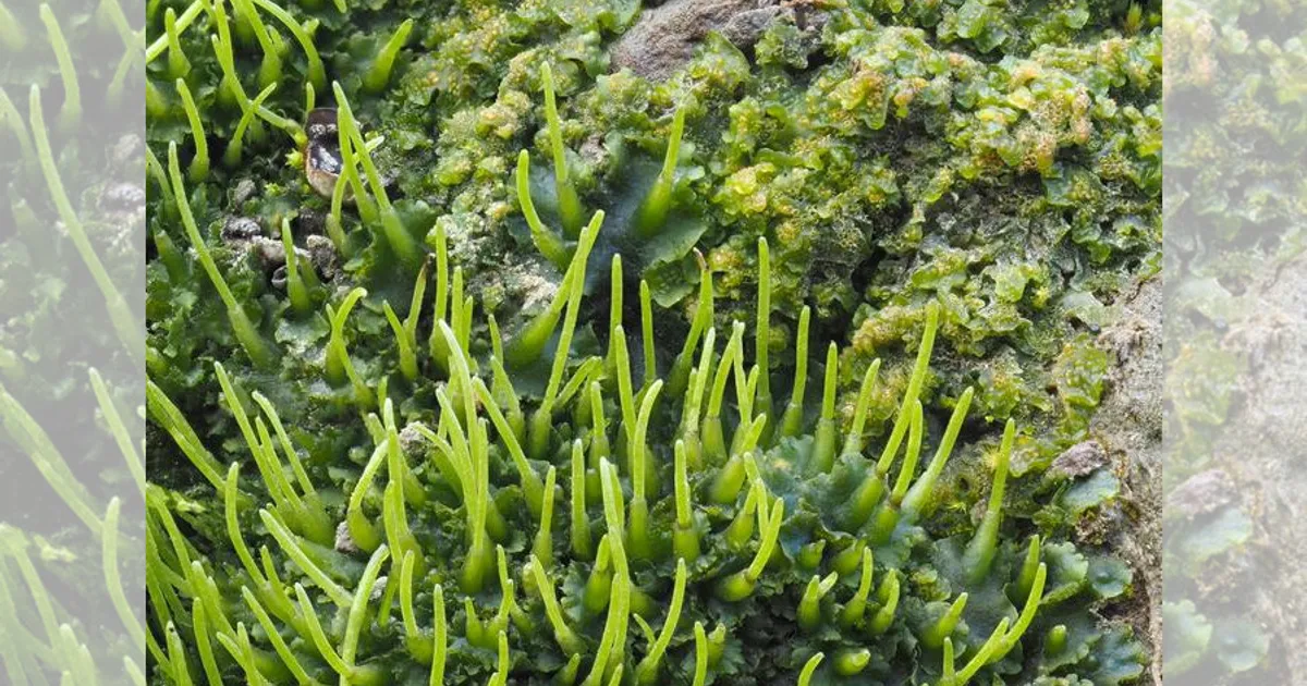 Технологии фотосинтеза: необычное растение обещает рост урожайности