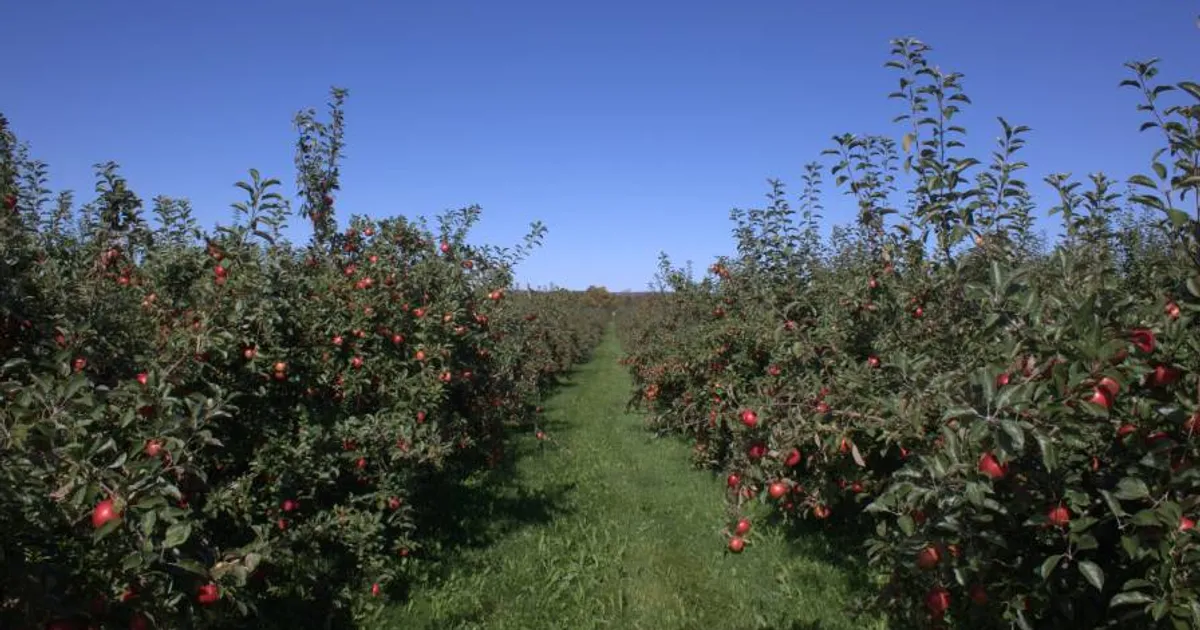 Технологии: MyLand запустила гарантию окупаемости сервиса здоровья почвы