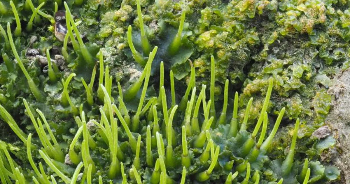 Технологии: роговик подсказал способ усилить урожайность культур