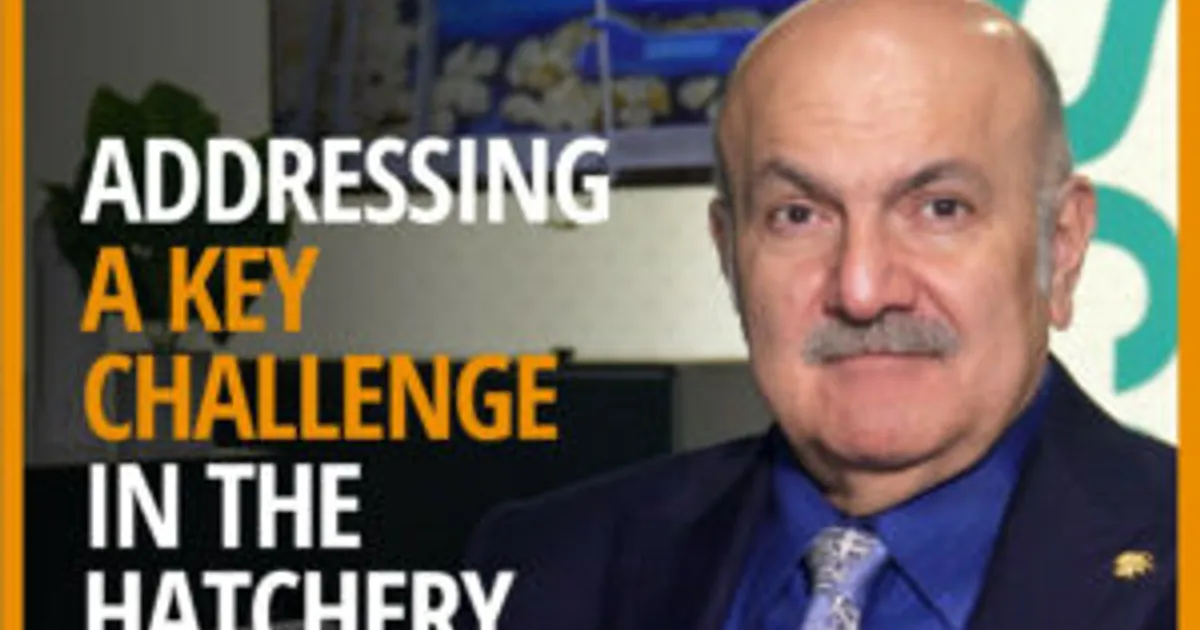 Как WingScan автоматизирует определение пола цыплят и экономит трудозатраты