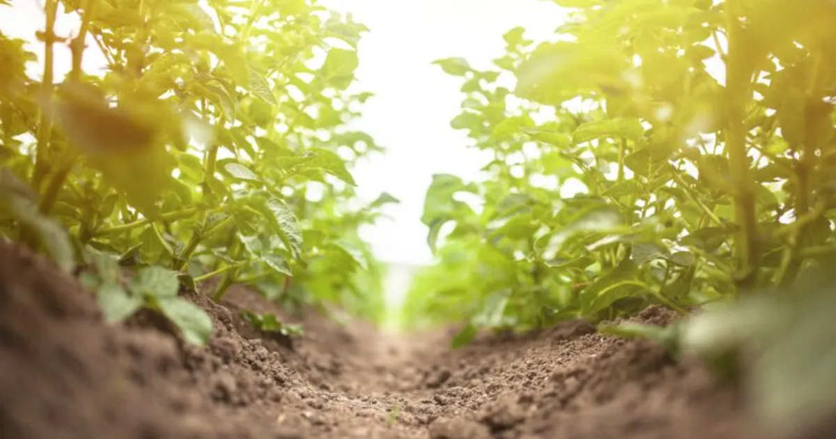 Вагенинген начнет испытания НГТ-картофеля в 2026 году