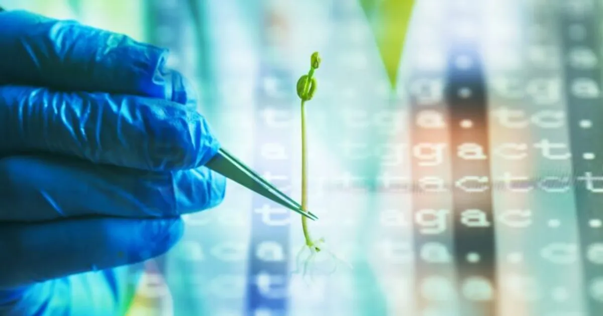 Почему изменение генов растений всё ещё медленное
