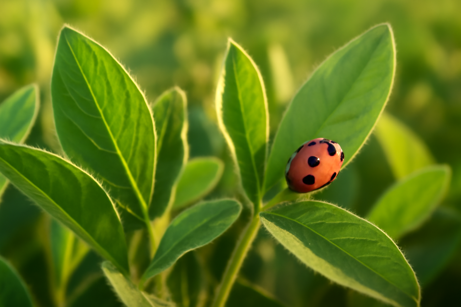 Конференция по управлению лесами Вермонта: программа и участники