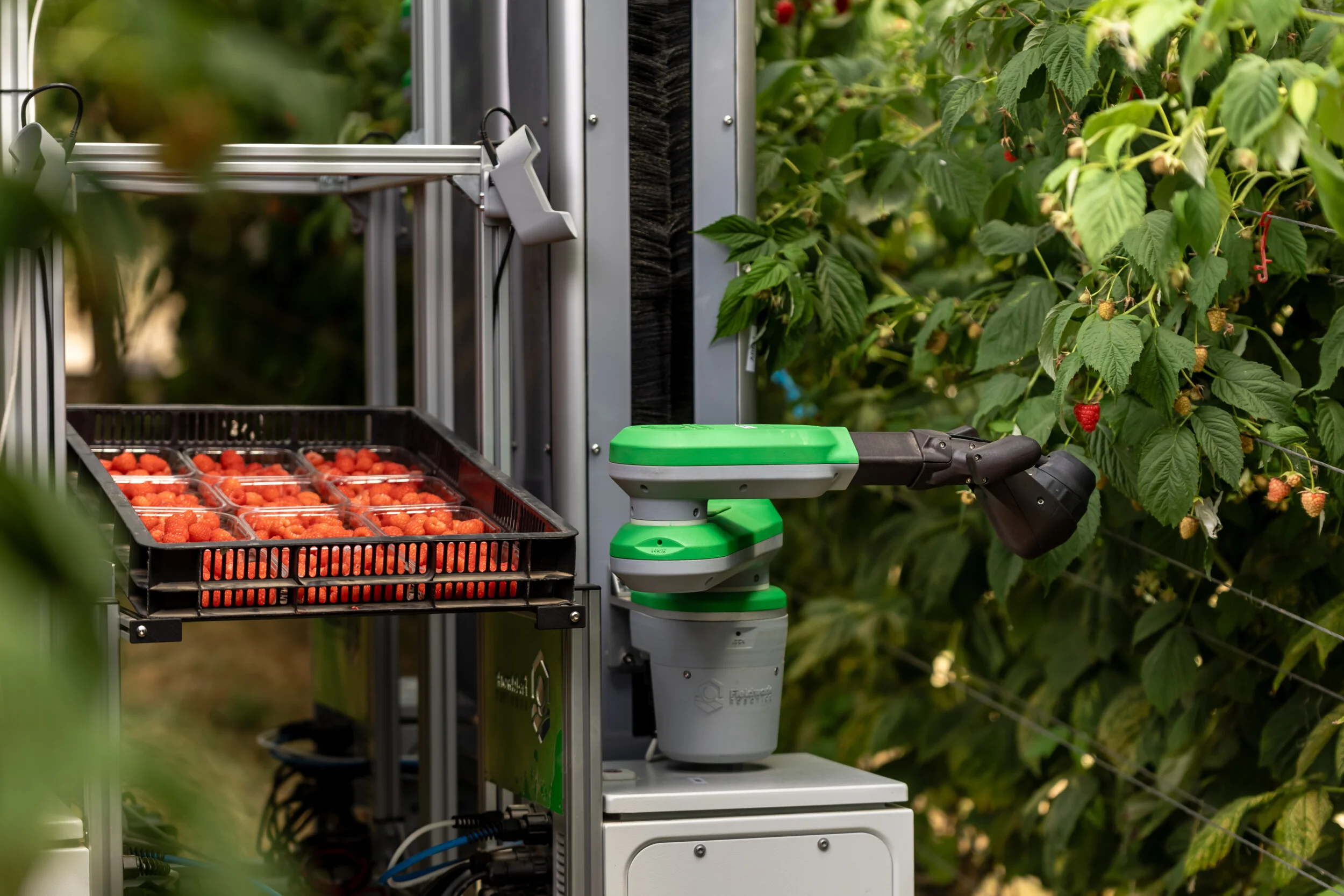 Fieldwork Robotics получил финансирование для робота-сборщика малины